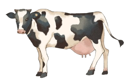 Cattle
